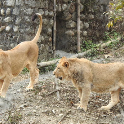 Dheera the subadult Lion with his mother Akira